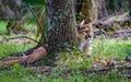 Florida panther hides behind tree, resting