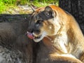 Florida Panther Licking Royalty Free Stock Photo