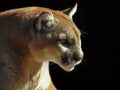 Florida Panther Looking