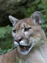 Florida panther - puma concolor Royalty Free Stock Photo