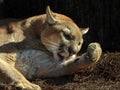 Florida Panther Grooming Itself Royalty Free Stock Photo
