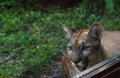 Florida panther Puma concolor coryi leans against a window