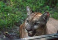 Florida panther Puma concolor coryi leans against a window