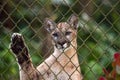 Florida panther Puma concolor coryi