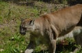 Endangered Florida panther Royalty Free Stock Photo