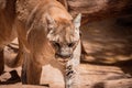 Florida panther walking in its enclosure in the zoo on a sunny day with blur background