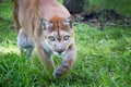 Florida panther walks through high grass with green eyes Royalty Free Stock Photo