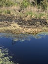 Florida Paynes Prairie During Winter II