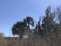 Florida Paynes Prairie During Winter IX