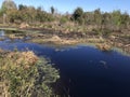 Florida Paynes Prairie During Winter