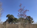 Florida Paynes Prairie During Winter VIII