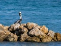 Florida Pelican Posing on a Rock Jetty Royalty Free Stock Photo