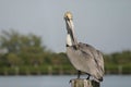Florida Pelican on a post 6192 Royalty Free Stock Photo