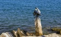 Sunshine and Shadows on the Pelican`s Wings Royalty Free Stock Photo