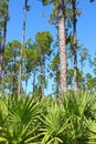 Florida Pine Flatwoods Royalty Free Stock Photo