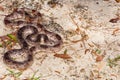 Florida Pine Snake Pituophis melanoleucus mugitus Royalty Free Stock Photo