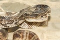 Florida Pine Snake - Pituophis melanoleucus mugitus Royalty Free Stock Photo