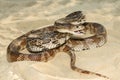 Florida Pine Snake - Pituophis melanoleucus mugitus Royalty Free Stock Photo