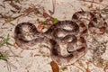 Florida Pine Snake Pituophis melanoleucus mugitus Royalty Free Stock Photo
