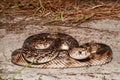 Florida Pine Snake Pituophis melanoleucus mugitus Royalty Free Stock Photo