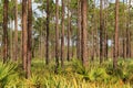 Florida Pinelands