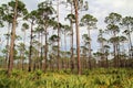Florida Pinelands Royalty Free Stock Photo
