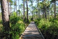 Florida Piney Woods