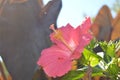 Florida Pink Hibiscus flower