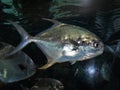 Florida Pompano Fish Trachinotus Carolinus