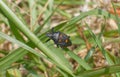 Florida Predatory Stink Bug - Euthyrhunchus floridanus Royalty Free Stock Photo