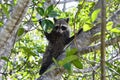 Florida raccoon Royalty Free Stock Photo