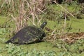 Florida red-bellied cooter Arthur R. Marshall Loxahatchee National Wildlife Refuge Florida Royalty Free Stock Photo