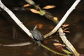 Florida red-bellied cooter- Bailey Tract & x28;Sanibel Island& x29; Florida USA Royalty Free Stock Photo