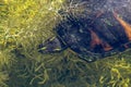 turtle swimming in Florida swamp Royalty Free Stock Photo