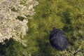 turtle swimming in Florida swamp Royalty Free Stock Photo