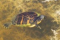 Florida Red-bellied (Pseudemys Chrysemys nelsoni) Royalty Free Stock Photo