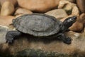 Florida red-bellied cooter Pseudemys nelsoni Royalty Free Stock Photo