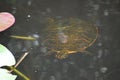 baby turtle rides on mother& x27;s back in water Royalty Free Stock Photo