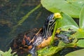 Florida red-bellied turtle eating a yellow pond lily in Everglades National Park. Royalty Free Stock Photo