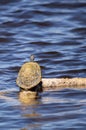 Florida red bellied turtle Pseudemys nelsoni with algae on its s Royalty Free Stock Photo