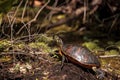 Florida red bellied turtle Pseudemys nelsoni Royalty Free Stock Photo