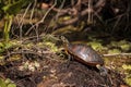 Florida red bellied turtle Pseudemys nelsoni Royalty Free Stock Photo