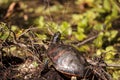 Florida red bellied turtle Pseudemys nelsoni Royalty Free Stock Photo