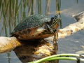 Florida Red-bellied Turtle (Pseudemys nelsoni) Royalty Free Stock Photo