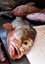 Florida Red Grouper Royalty Free Stock Photo