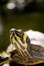 florida redbelly turt