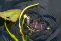 Florida Redbelly Turtle - Pseudemys nelsoni - eating water lily. Royalty Free Stock Photo