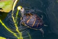 Florida Redbelly Turtle - Pseudemys nelsoni - eating water lily. Royalty Free Stock Photo