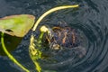 Florida Redbelly Turtle - Pseudemys nelsoni - eating water lily. Royalty Free Stock Photo