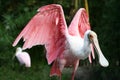 Florida Roseate Spoonbill